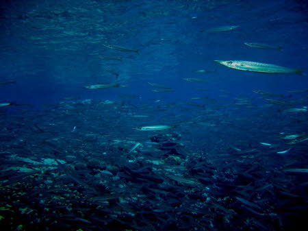 aCIMG0045