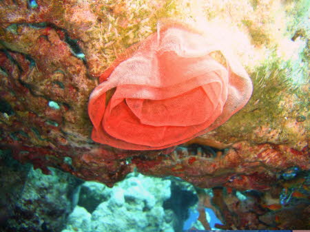 aCIMG0238