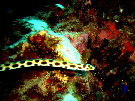 aCIMG0259
