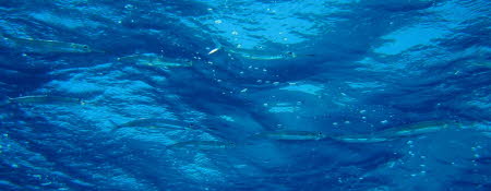 aCIMG0391