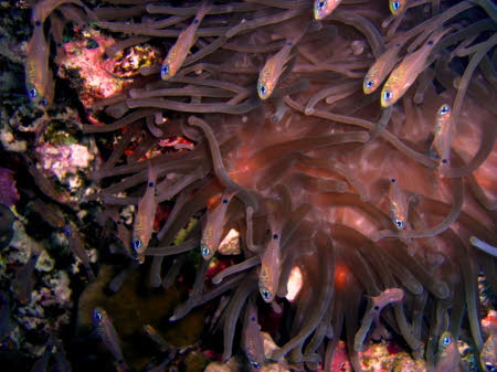 aCIMG0578
