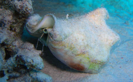 aCIMG0587