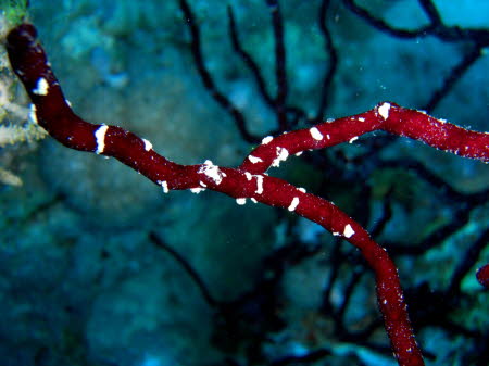 aCIMG0636
