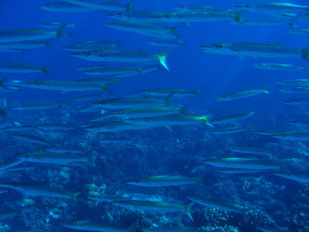 aCIMG0773