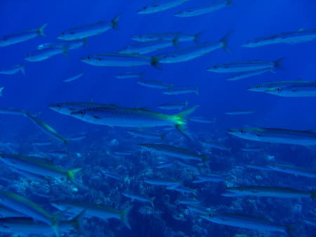 aCIMG0774