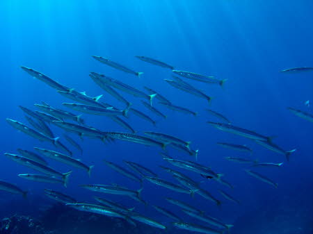 aCIMG0782
