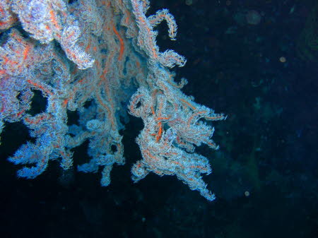 aCIMG6799