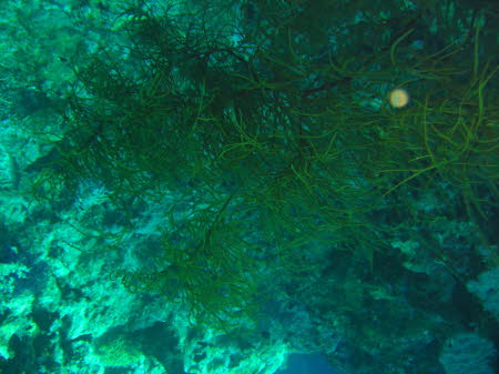 aCIMG6825