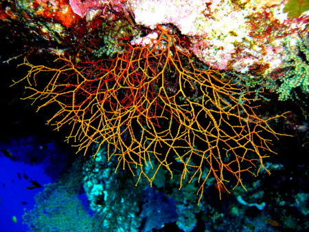 gCIMG6127
