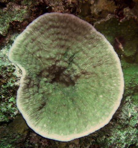 mCIMG0144